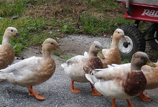 Holderread’s Lost Bantam Ducks